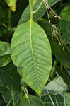 Poke milkweed